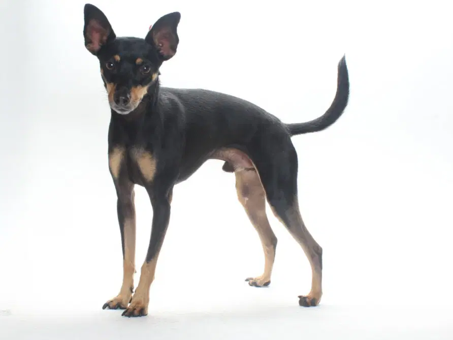 Max - Chihuahua