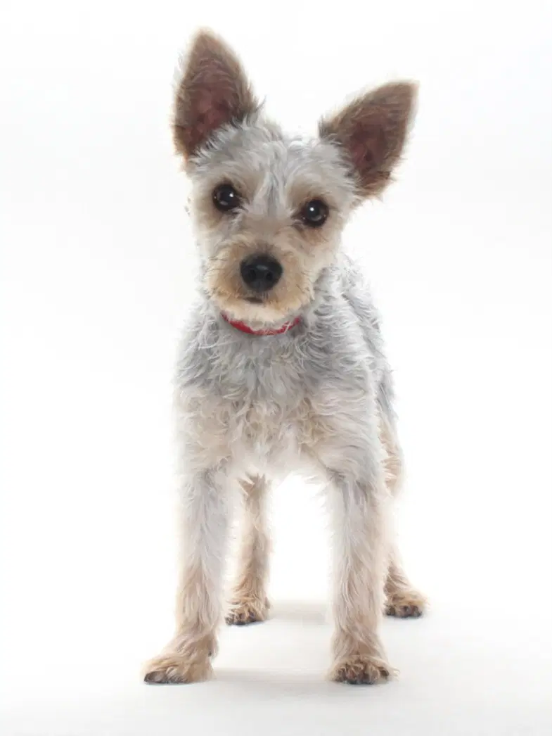 Teddy - Terrier