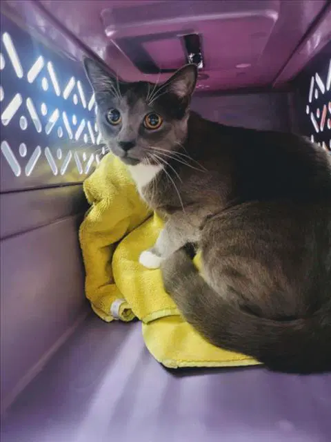 Unknown - Domestic Short Hair
