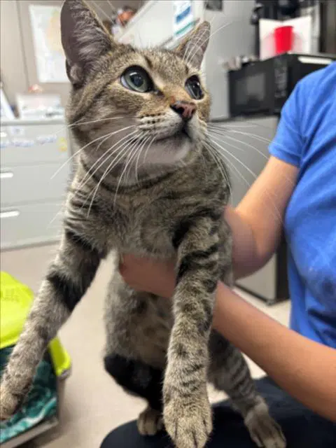 Unknown - Domestic Medium Hair