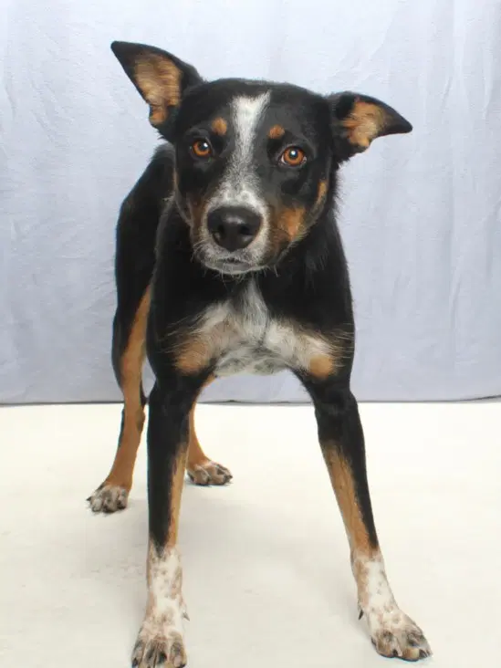Maggie - Australian Cattle Dog/Blue Heeler
