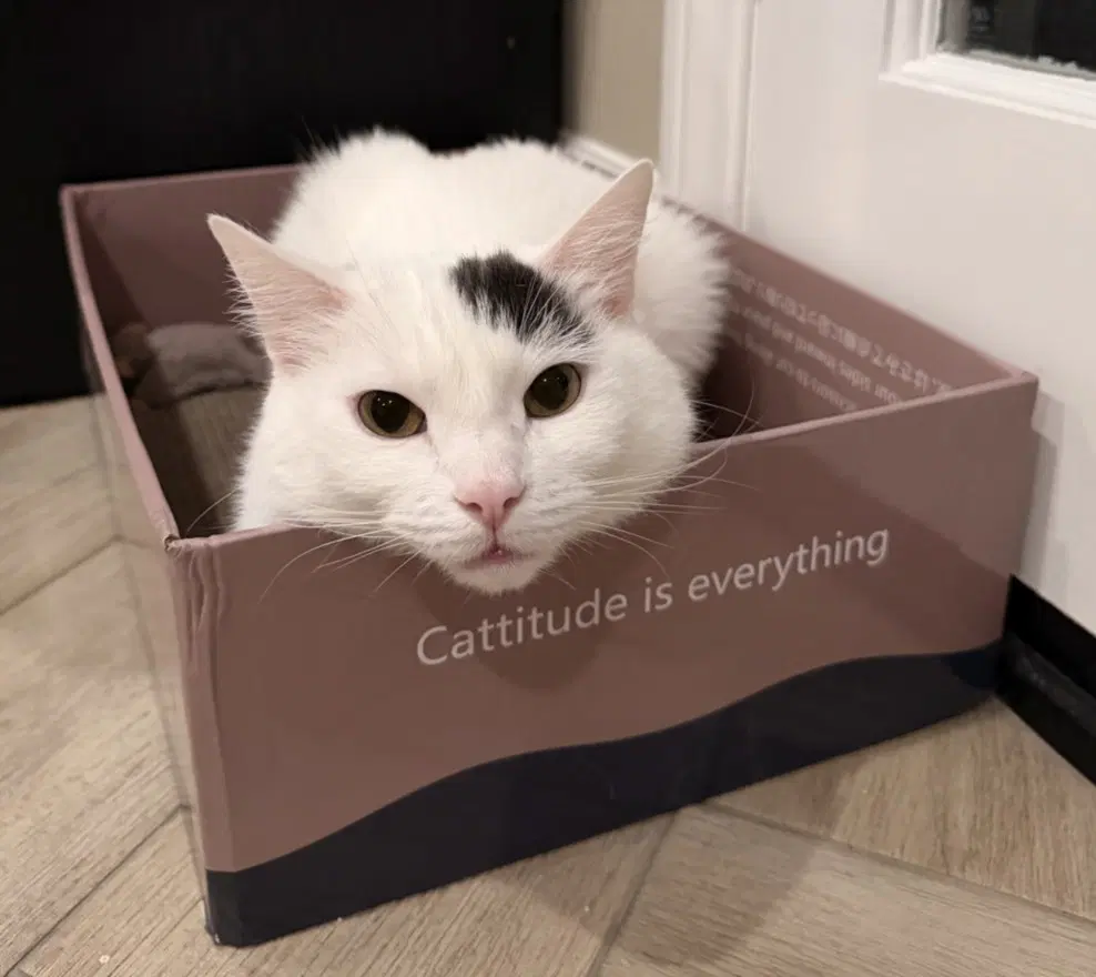 Maru - Domestic Short Hair