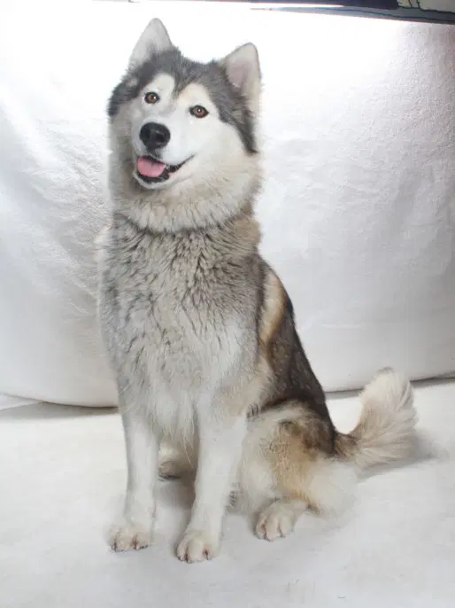 Dumpling - Alaskan Malamute