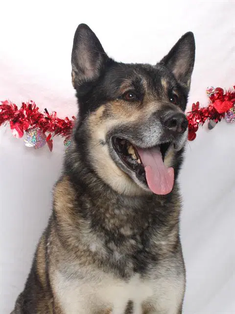 Tyson Aka Max - German Shepherd Dog