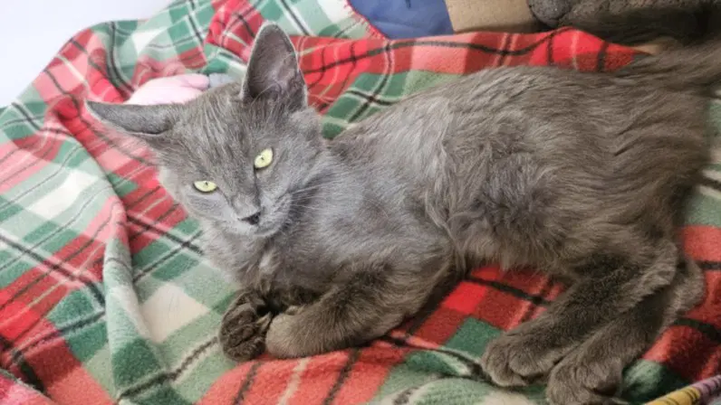 Pugsley - Domestic Short Hair