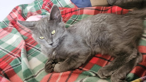 picture of the cat needing adoption