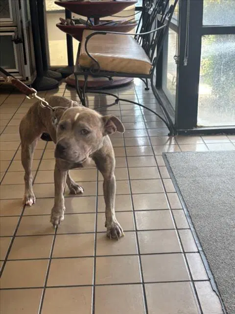 Zuzu - Pit Bull Terrier