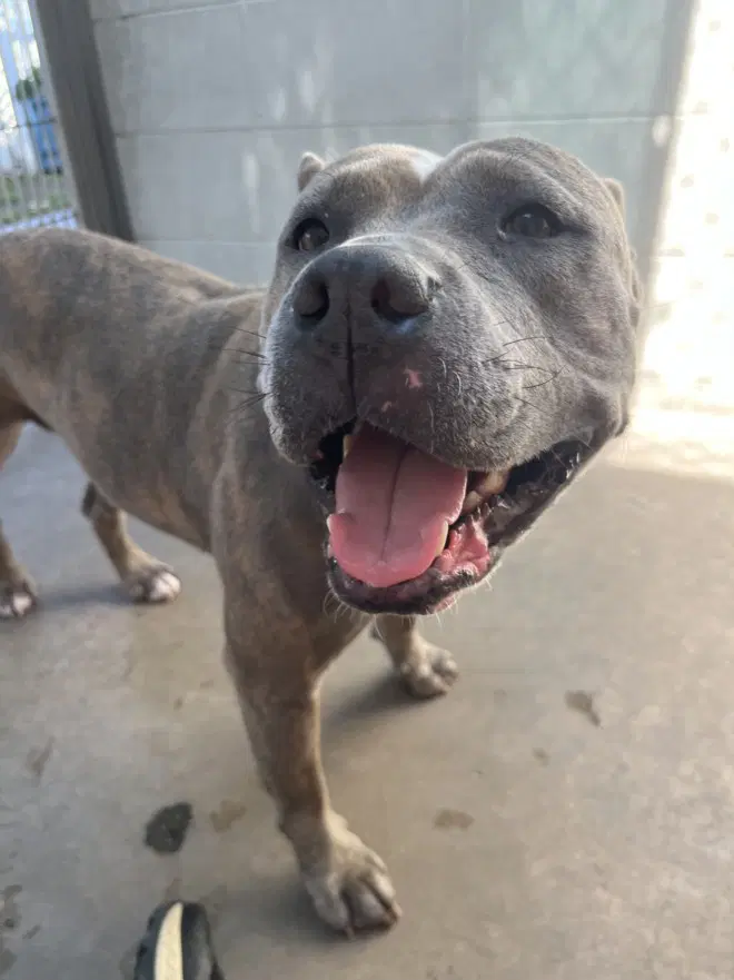 Zuzu - Pit Bull Terrier