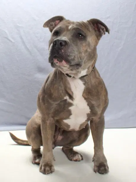 Zuzu - Pit Bull Terrier