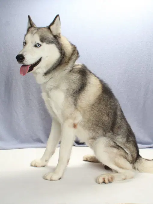 Buddy - Husky