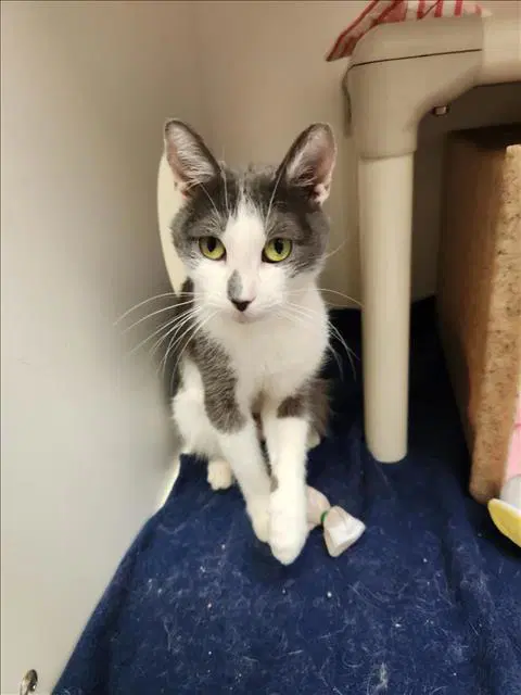 Patches - Domestic Short Hair