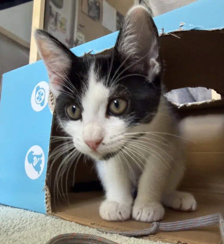 Fig - Domestic Short Hair