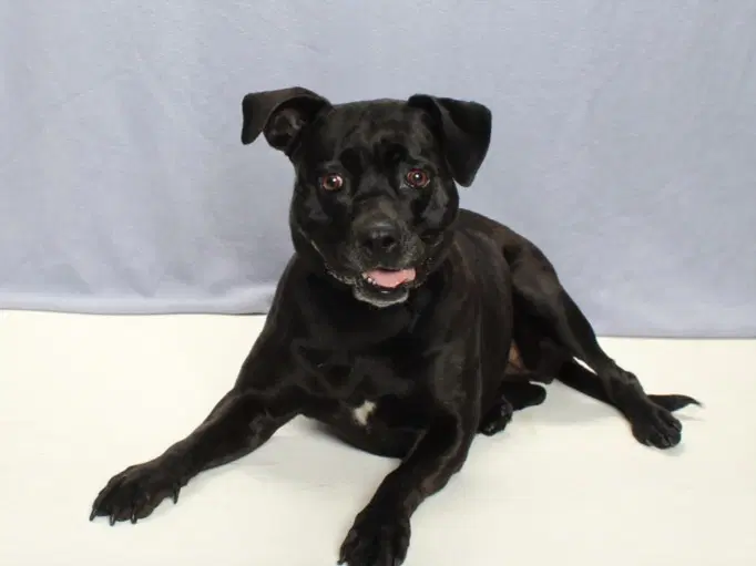 Mcgregor - Labrador Retriever