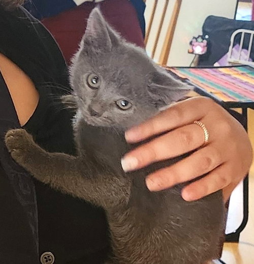 picture of the cat needing adoption