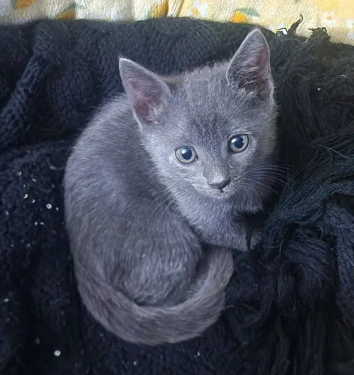 Tootles - Domestic Short Hair