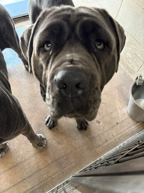Stella - Neapolitan Mastiff