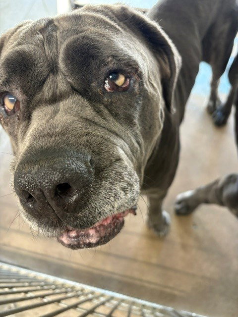 picture of the dog needing adoption