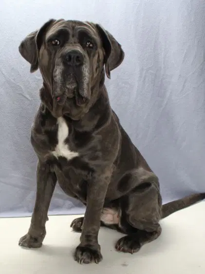 Luna Dale - Neapolitan Mastiff