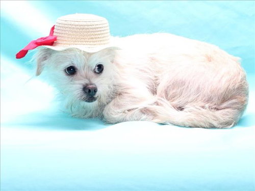 picture of the dog needing adoption