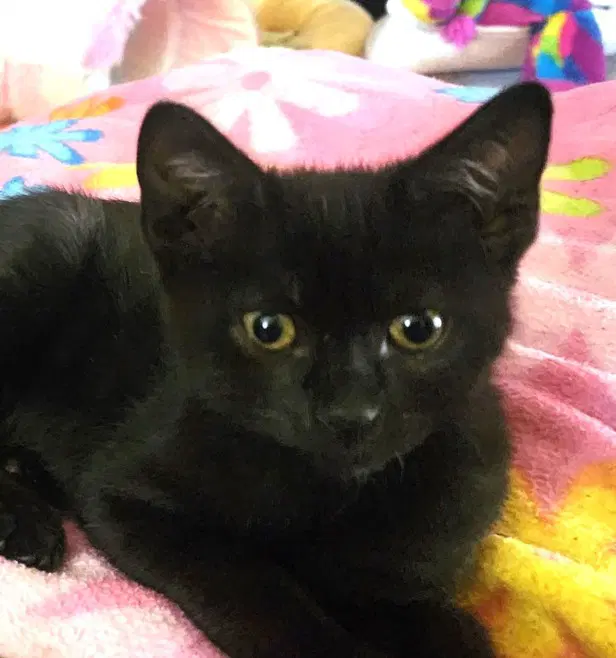 Tock - Domestic Short Hair