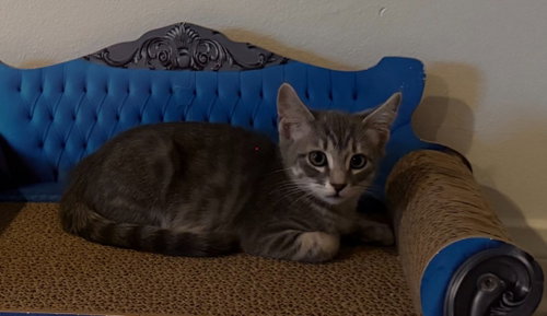 picture of the cat needing adoption
