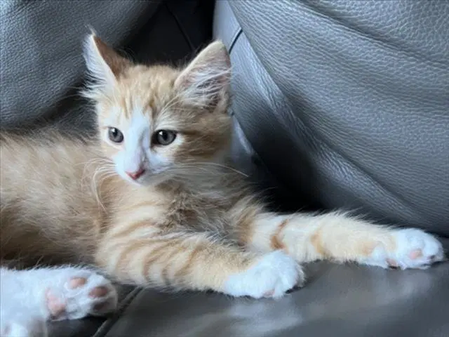 Otis - Domestic Medium Hair
