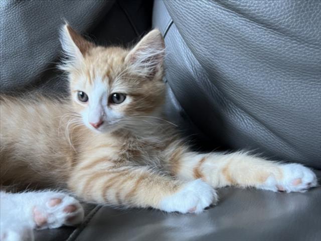 Otis
