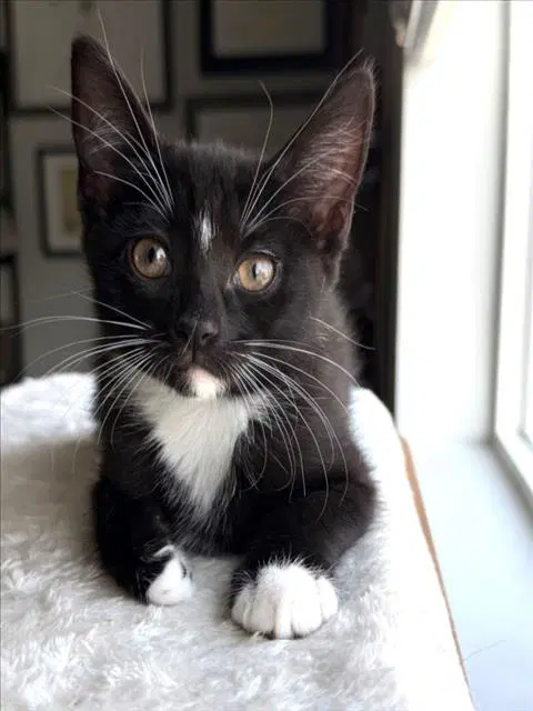 Chunky Monkey - Domestic Short Hair