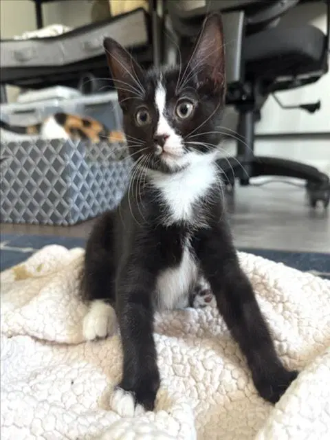 Chocolate Chip - Domestic Short Hair