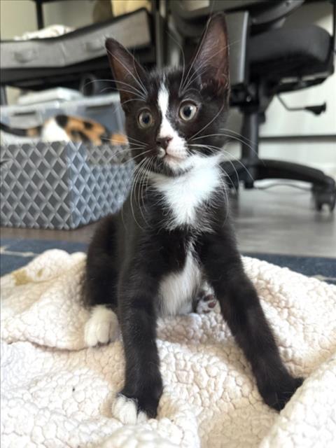 Chocolate Chip
