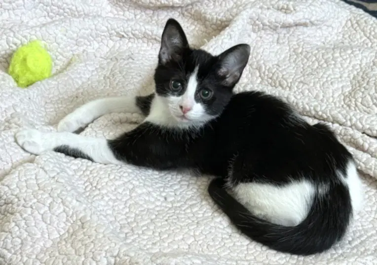 Cookies  Cream - Domestic Short Hair