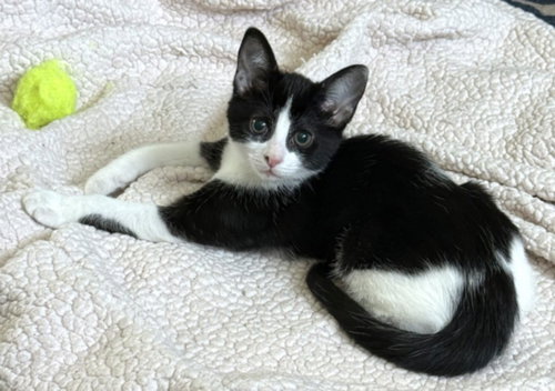 picture of the cat needing adoption