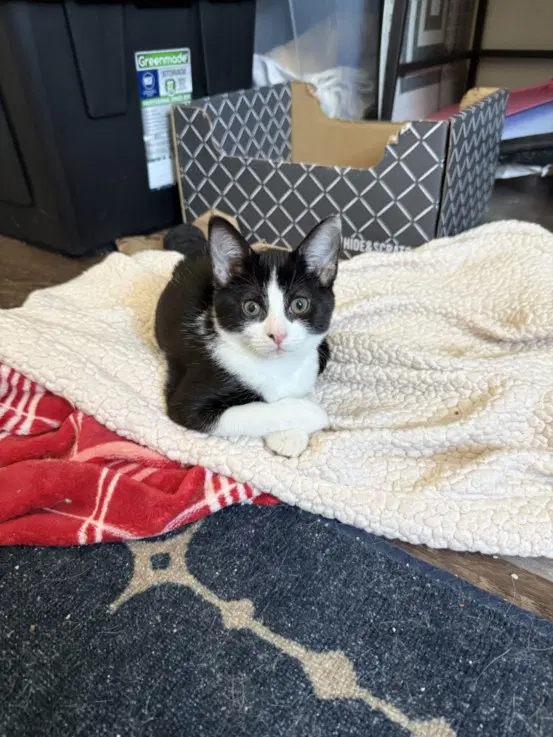 Cookies  Cream - Domestic Short Hair