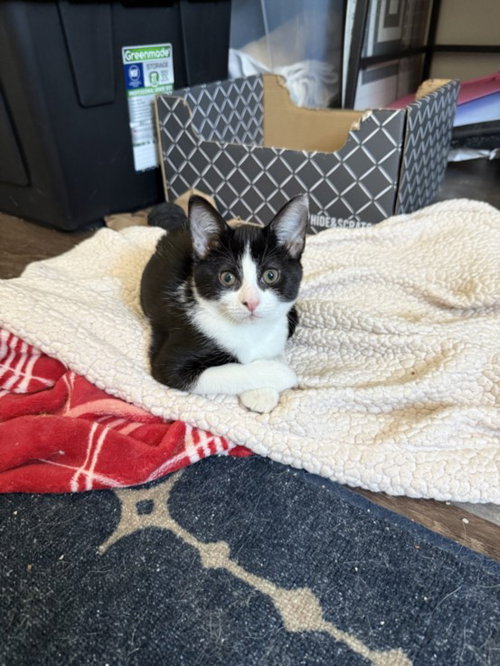 *COOKIES & CREAM, a cat for adoption from Burbank Animal Shelter