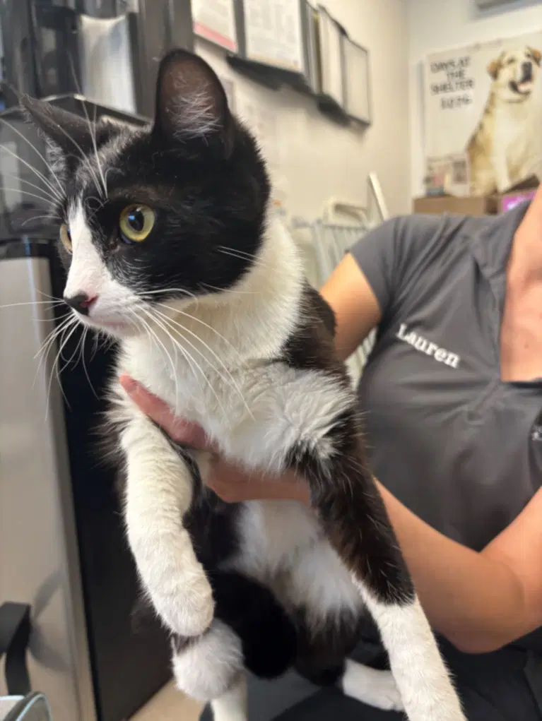 Houdini - Domestic Short Hair