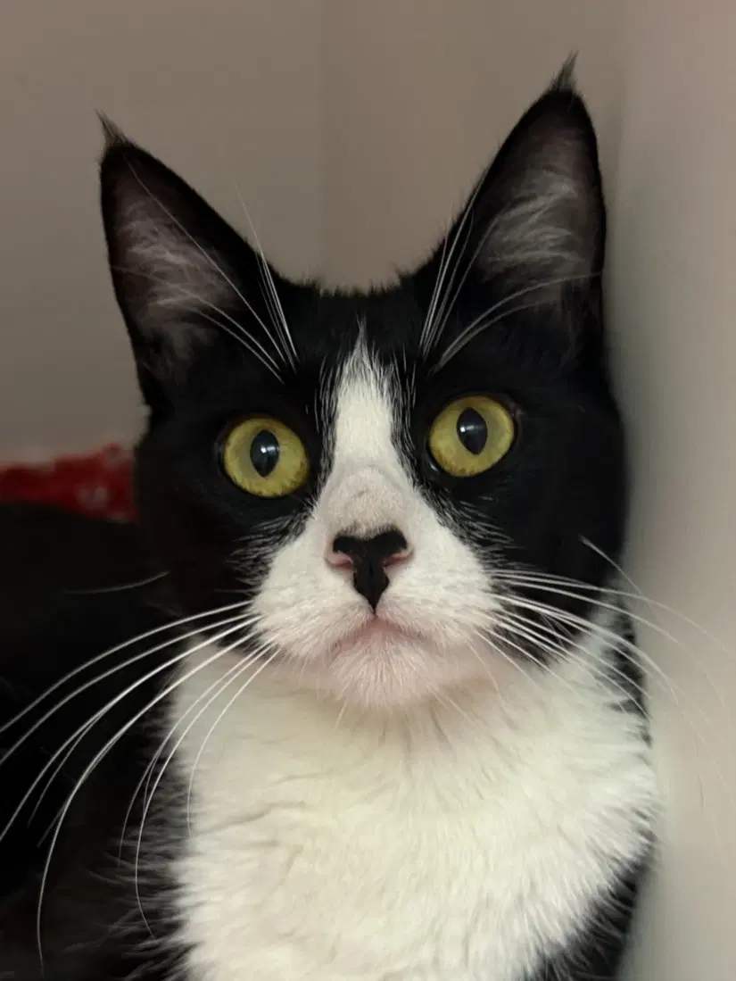 Houdini - Domestic Short Hair