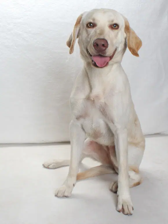 Michelle - Labrador Retriever