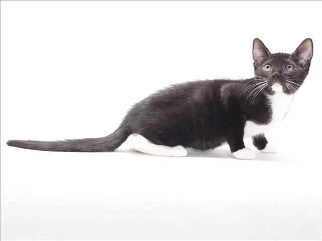 Poe - Domestic Short Hair