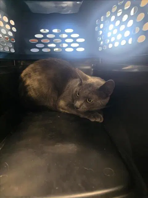 Vin Diesel - Domestic Short Hair
