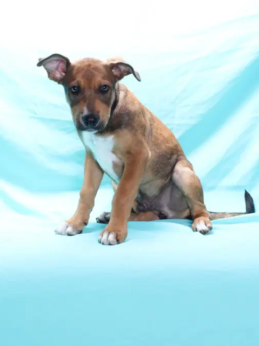 Unknown - Pit Bull Terrier