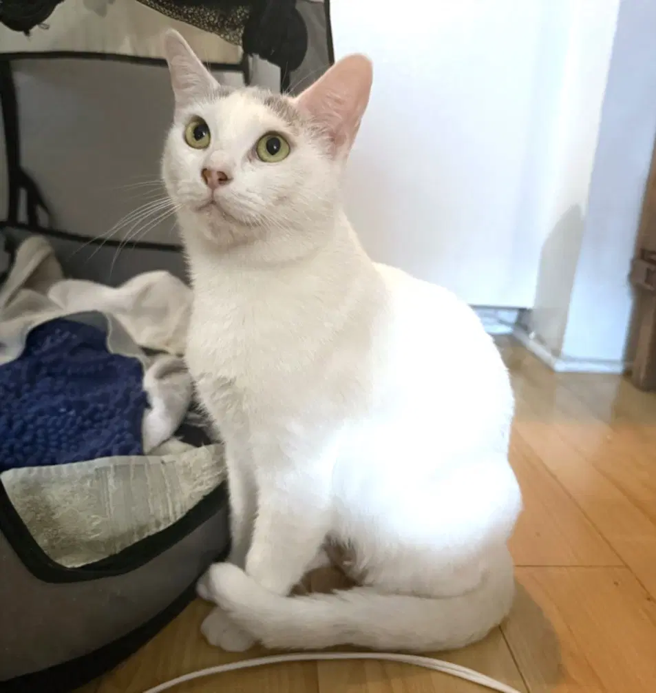Sugar - Domestic Short Hair