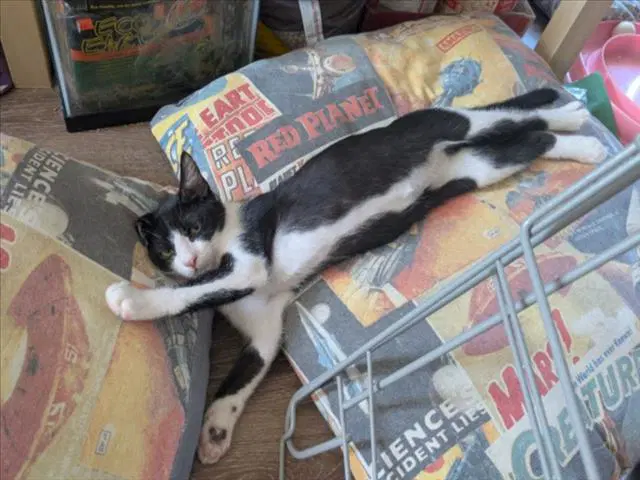 Taco Bell - Domestic Short Hair