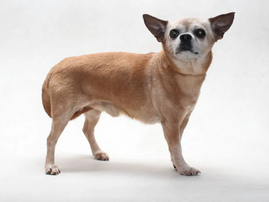 Zeus - Chihuahua