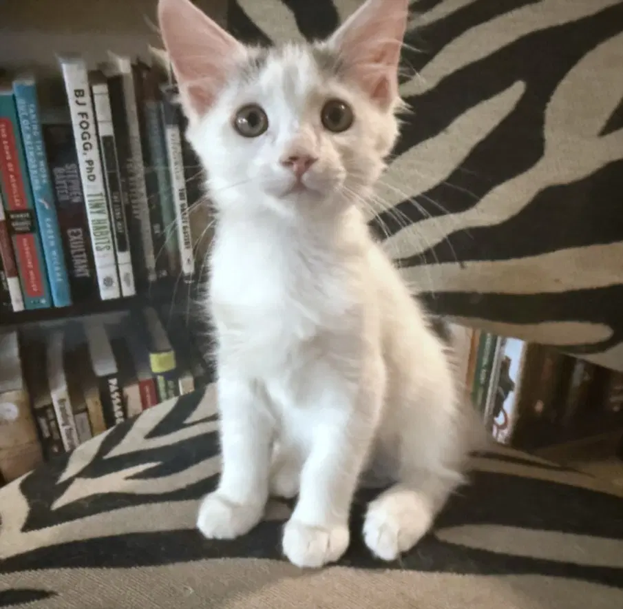 Bran - Domestic Short Hair