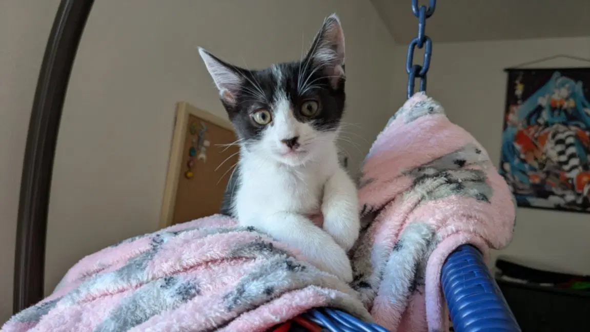 Rhea - Domestic Short Hair