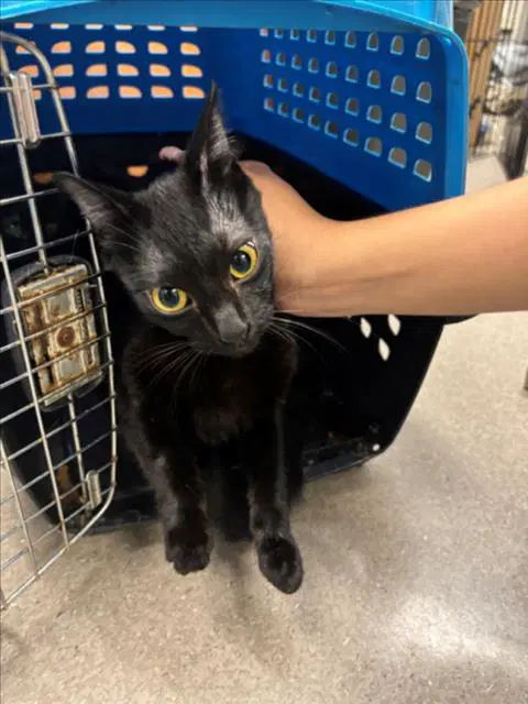 Unknown - Domestic Medium Hair
