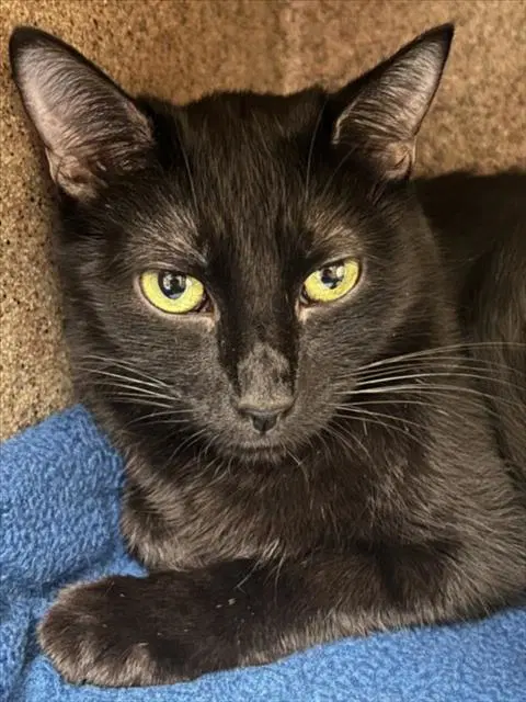 Unknown - Domestic Medium Hair