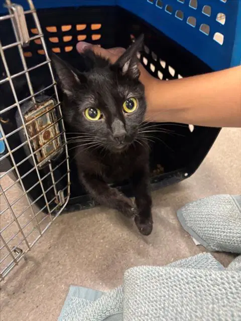 Unknown - Domestic Medium Hair