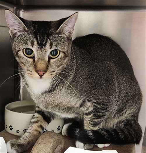 *MISHA, a cat for adoption from Burbank Animal Shelter