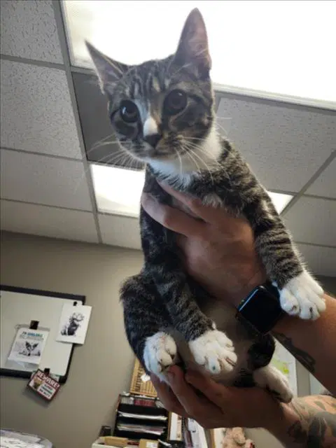 Unknown - Domestic Short Hair